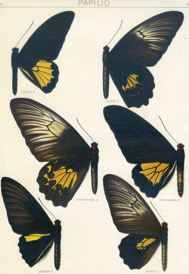 c1 Golden Birdwing male upperwing c2 Golden Birdwing female upperwing