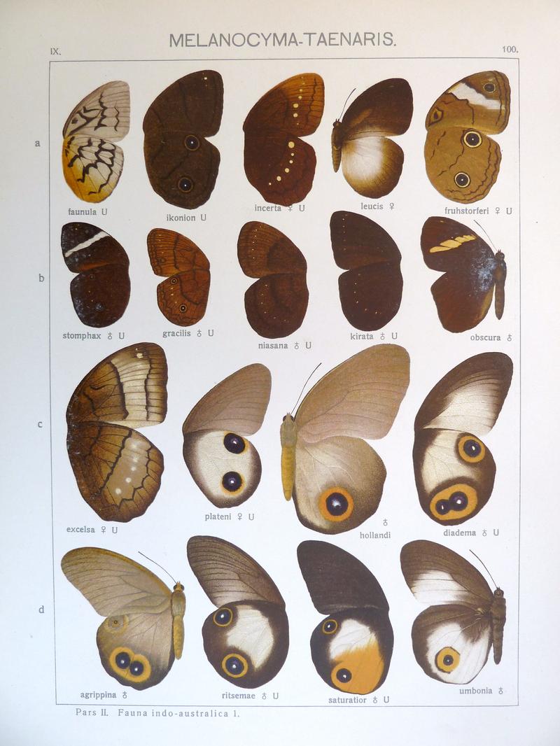 Seitz9FaunaIndoAustralicaPlate100