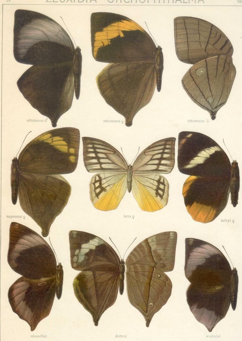 Seitz9FaunaIndoAustralicaPlate102