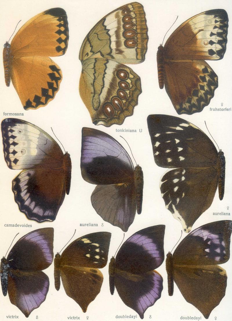 Seitz9FaunaIndoAustralicaPlate103