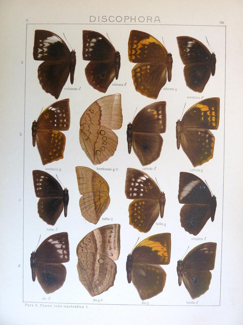 Seitz9FaunaIndoAustralicaPlate106