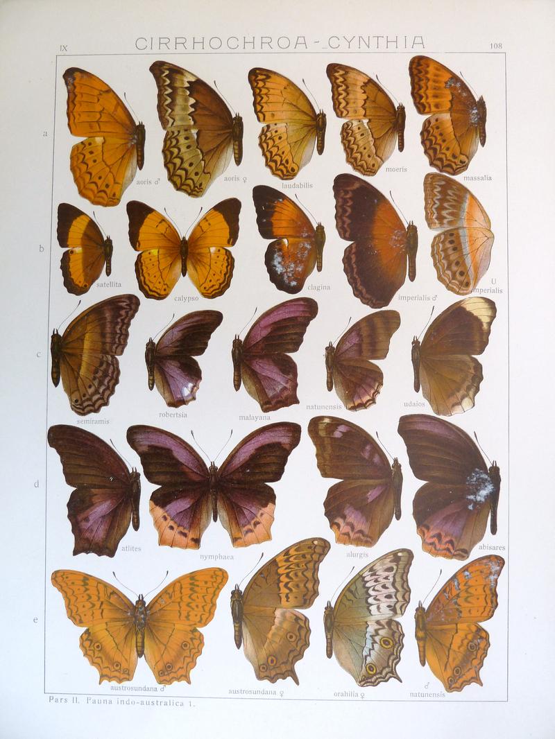 Seitz9FaunaIndoAustralicaPlate108