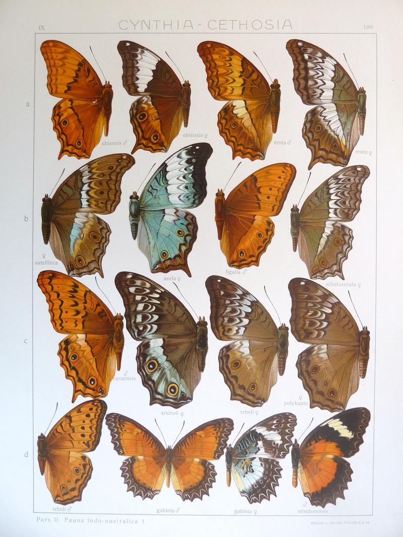 Seitz9FaunaIndoAustralicaPlate109
