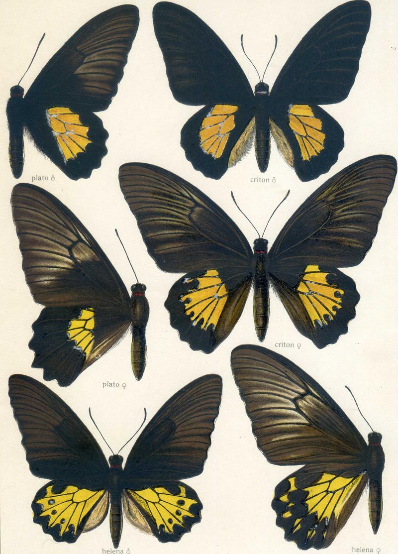 c1 Common Birdwing male upperwing c2 Common Birdwing female upperwing