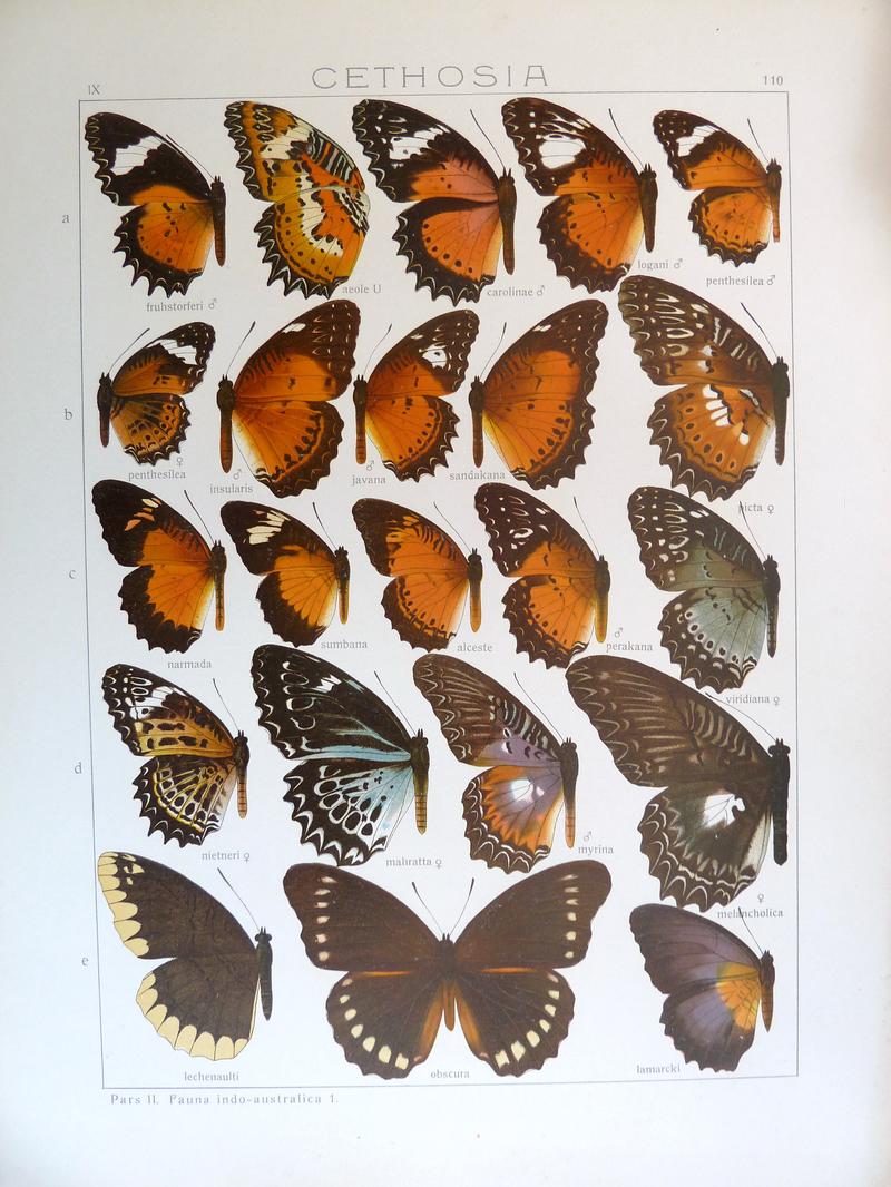 Seitz9FaunaIndoAustralicaPlate110