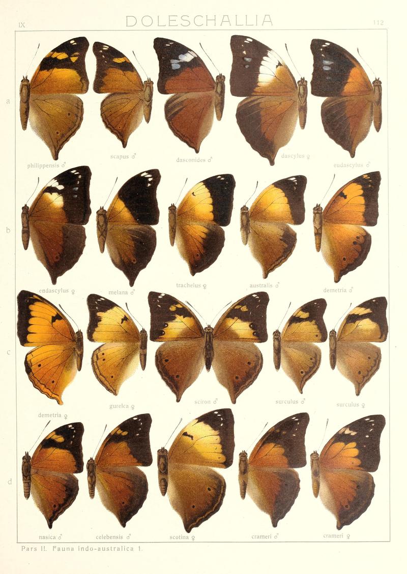 Seitz9FaunaIndoAustralicaPlate112