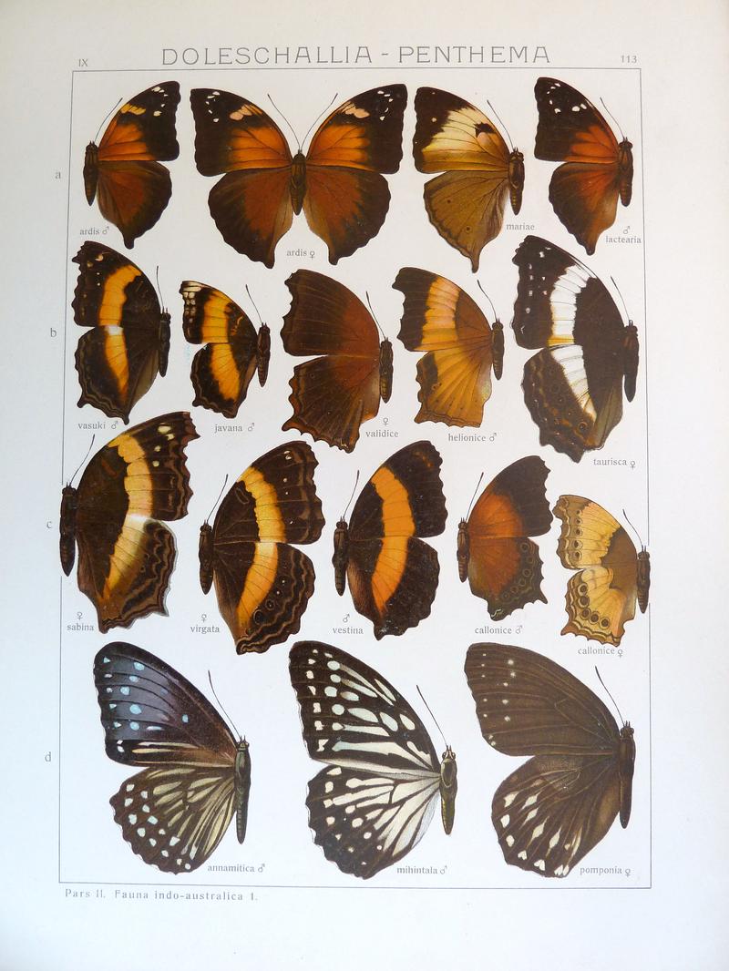 Seitz9FaunaIndoAustralicaPlate113