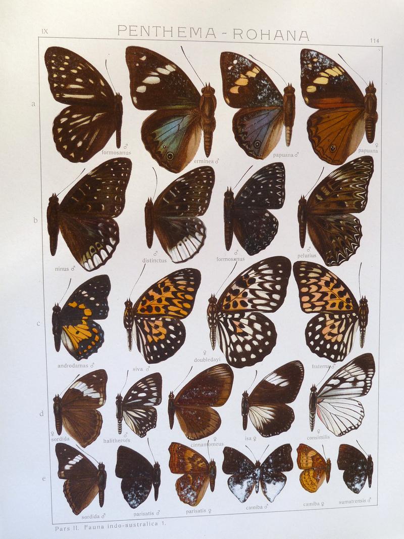 Seitz9FaunaIndoAustralicaPlate114