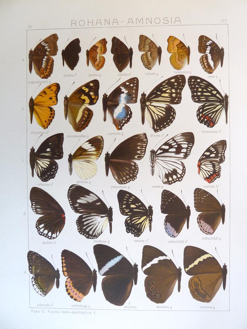 Seitz9FaunaIndoAustralicaPlate115
