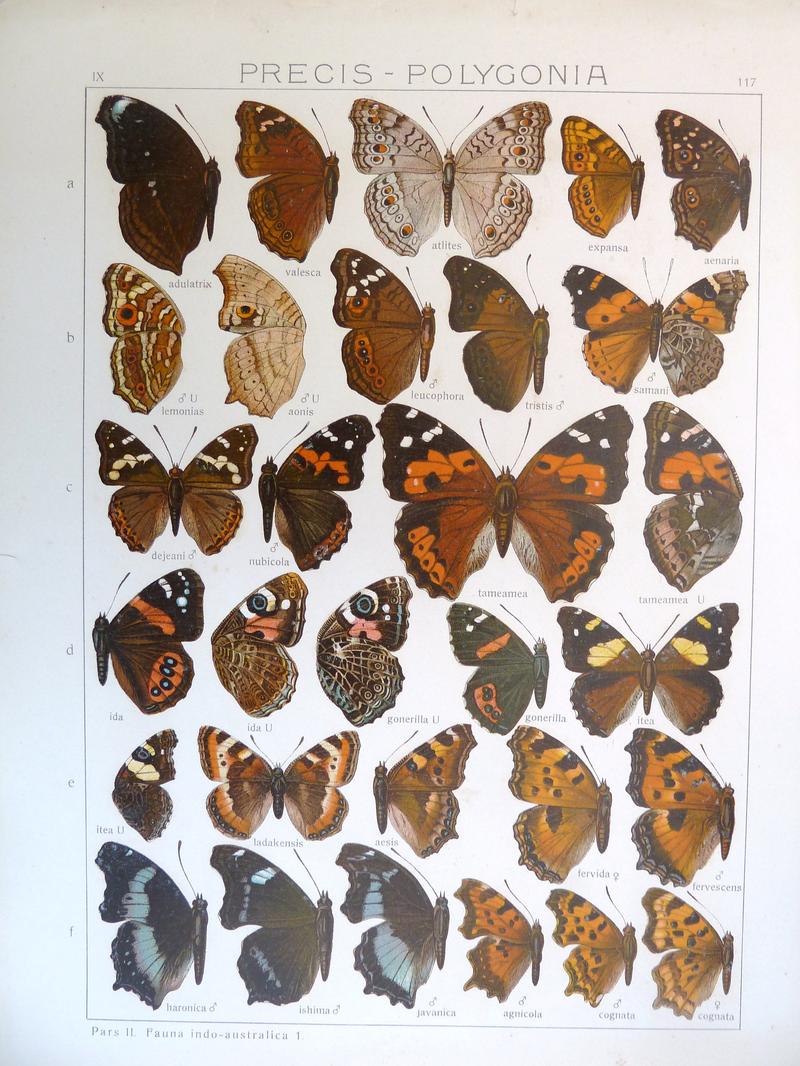 Seitz9FaunaIndoAustralicaPlate117