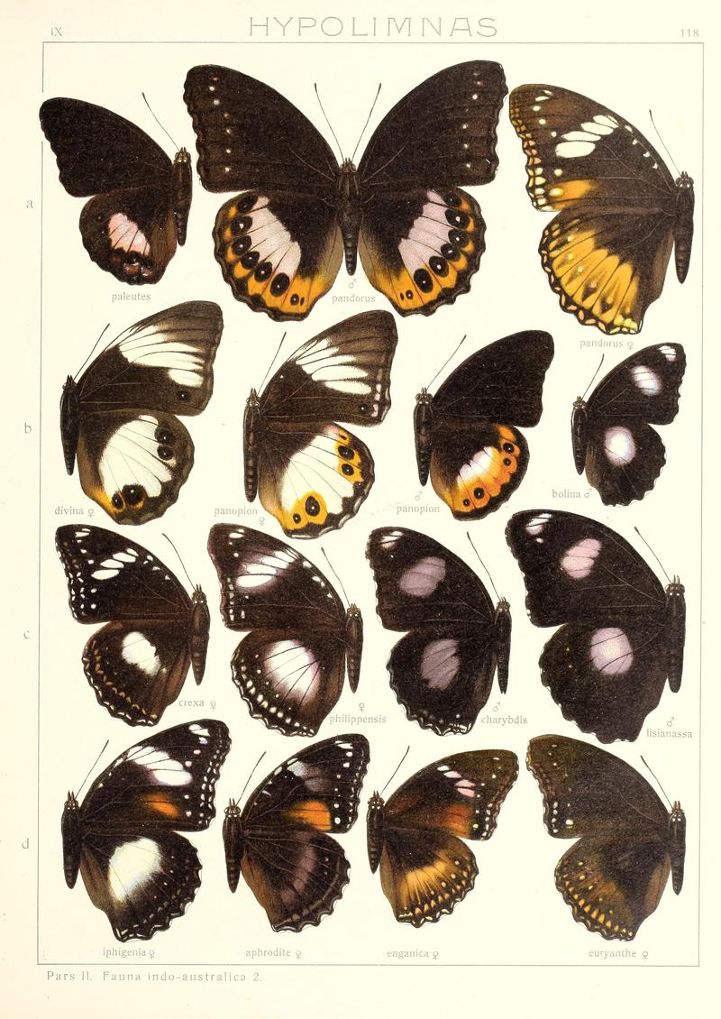 Seitz9FaunaIndoAustralicaPlate118