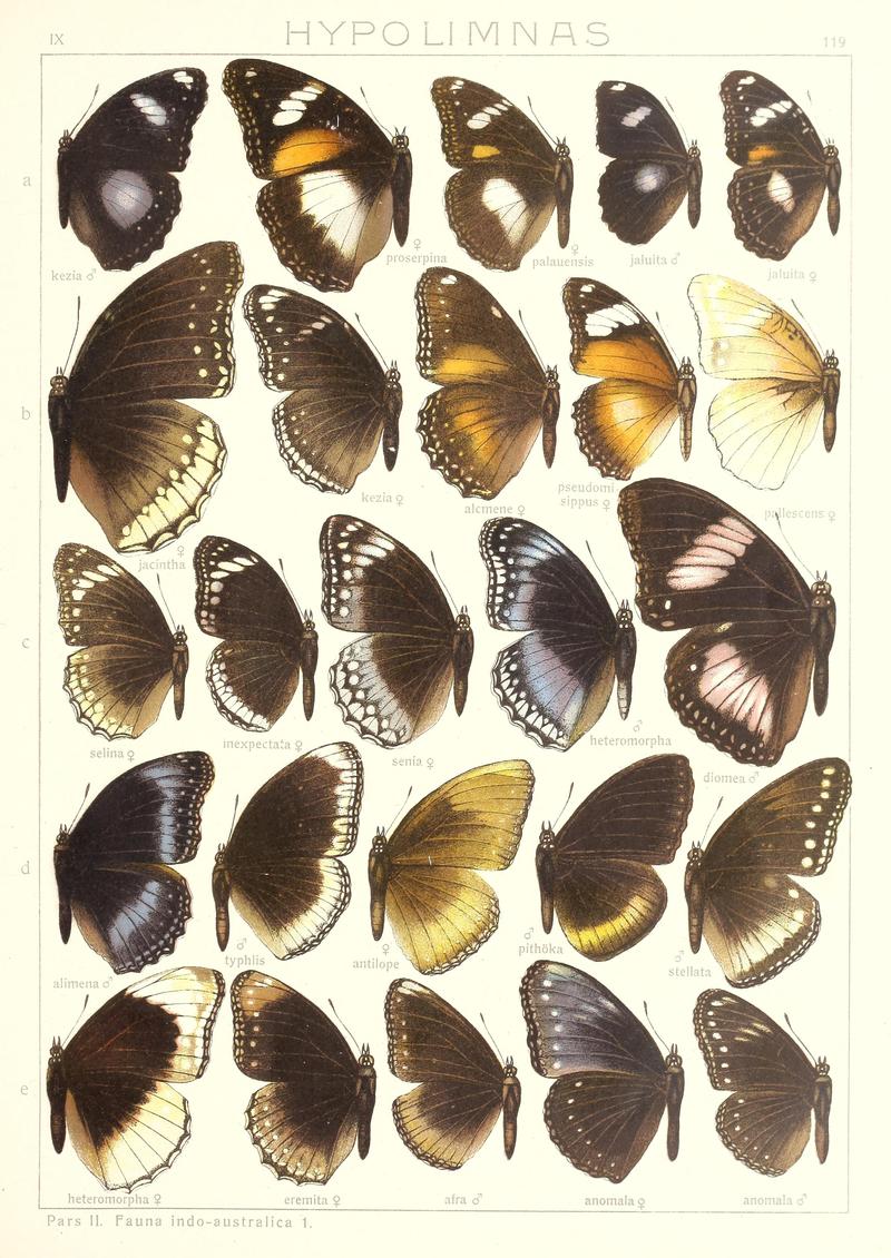 Seitz9FaunaIndoAustralicaPlate119
