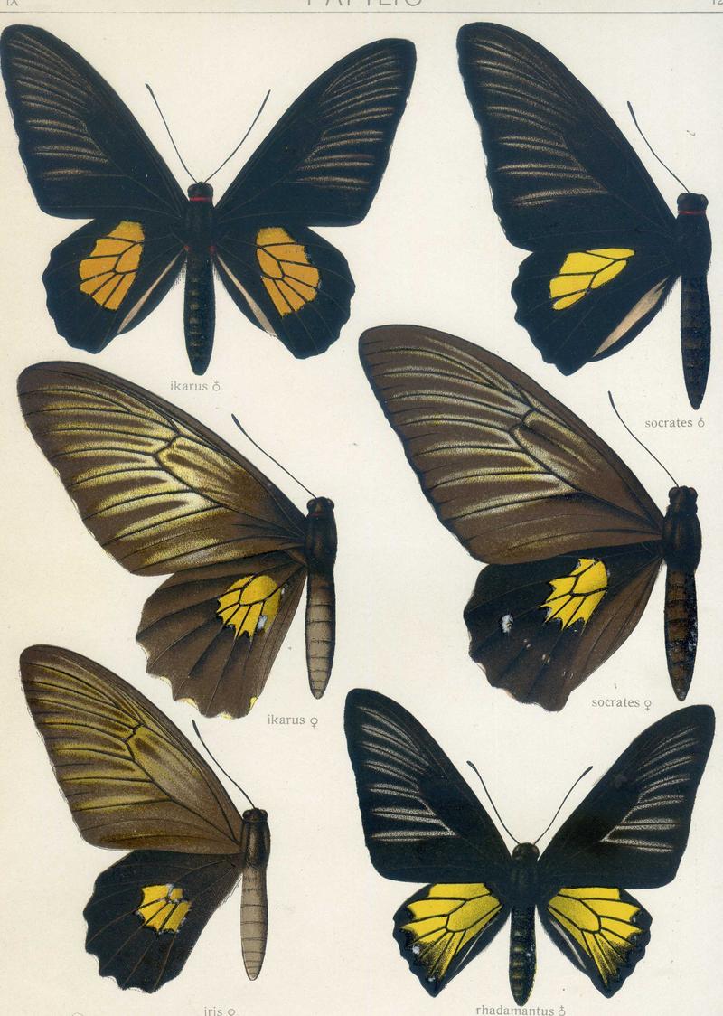 c2 Golden Birdwing male upperwing