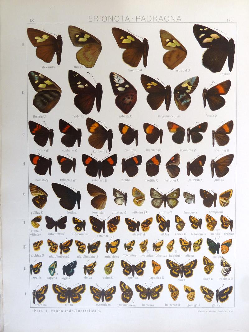 Seitz9FaunaIndoAustralicaPlate120