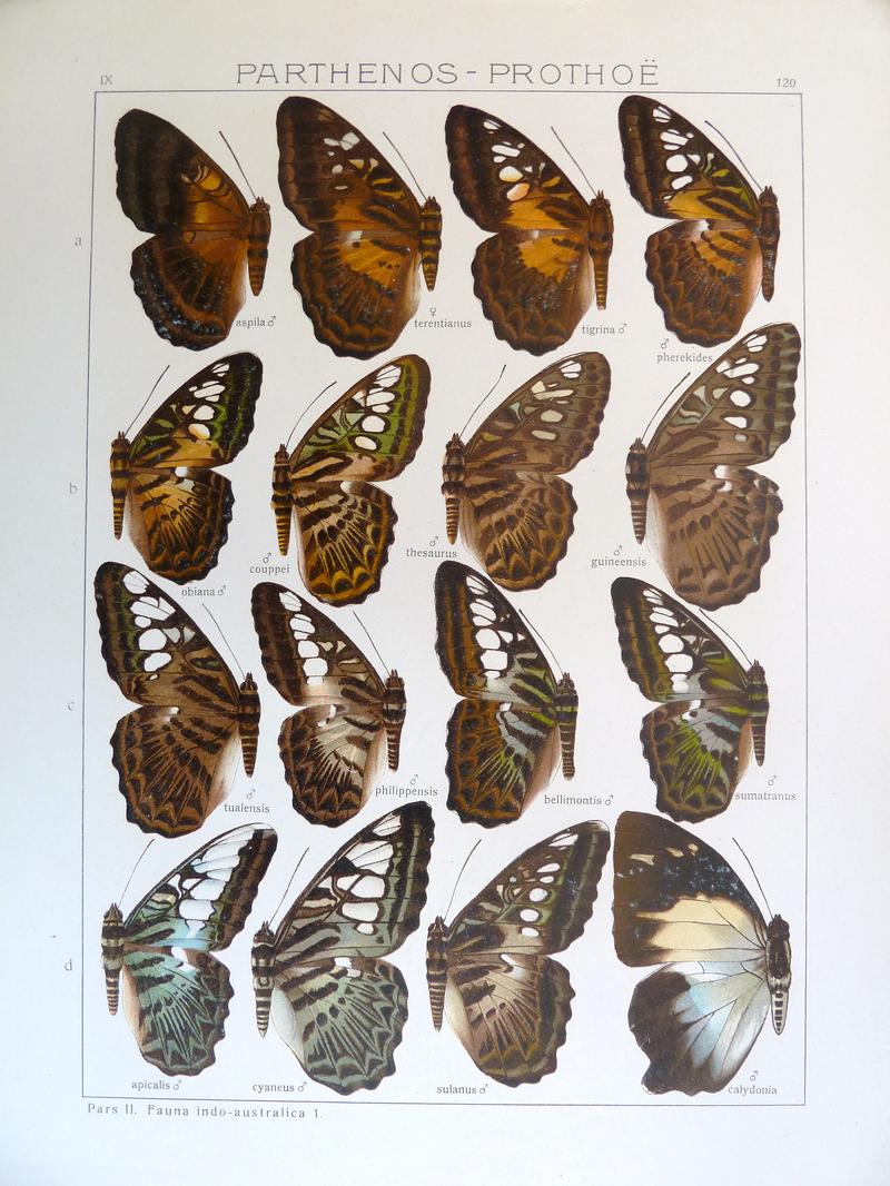 Seitz9FaunaIndoAustralicaPlate120a