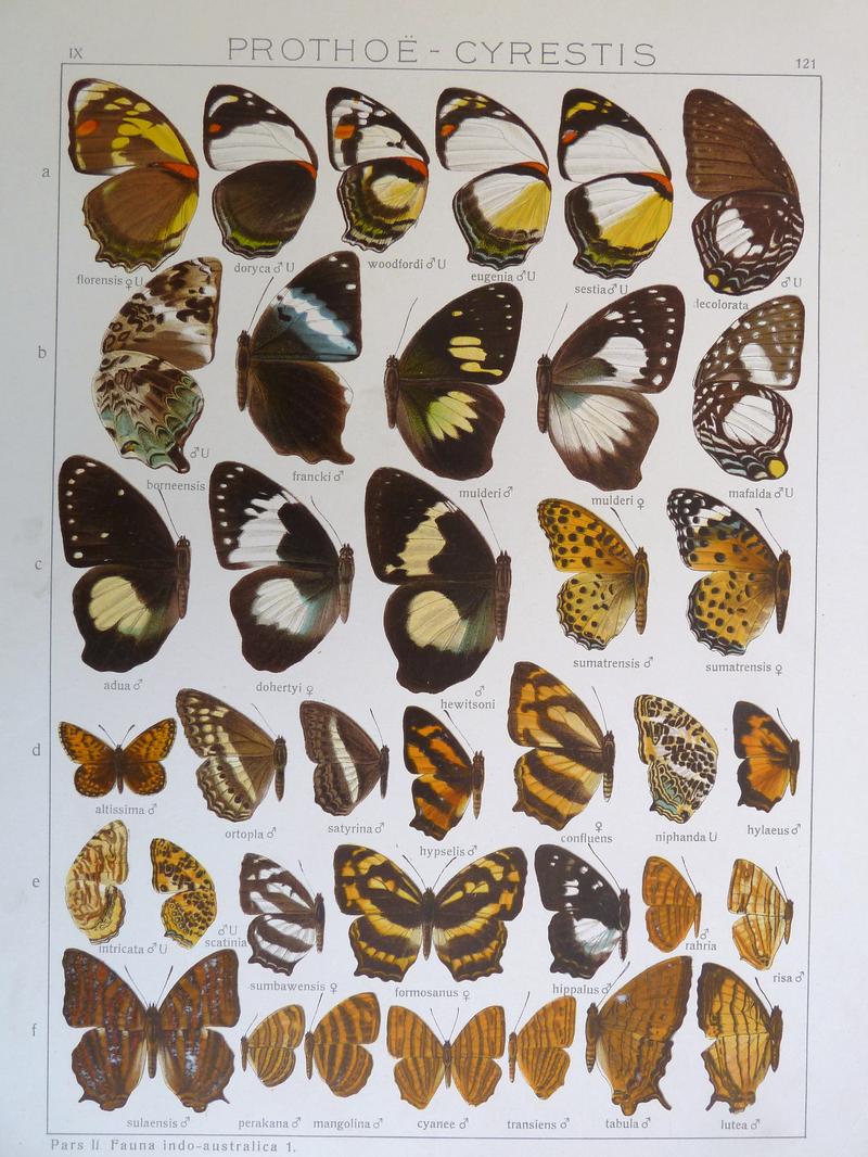 Seitz9FaunaIndoAustralicaPlate121