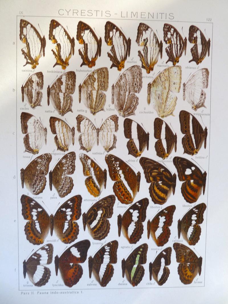 Seitz9FaunaIndoAustralicaPlate122