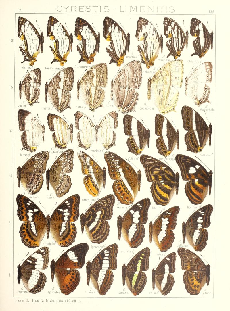 Seitz9FaunaIndoAustralicaPlate122BHL