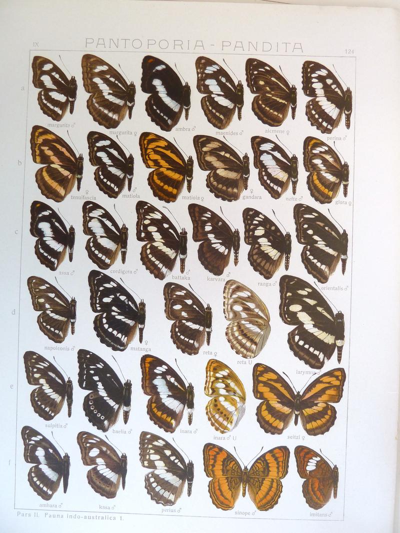 Seitz9FaunaIndoAustralicaPlate124