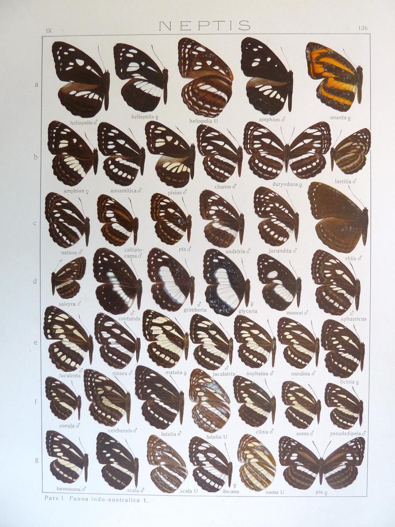 Seitz9FaunaIndoAustralicaPlate126
