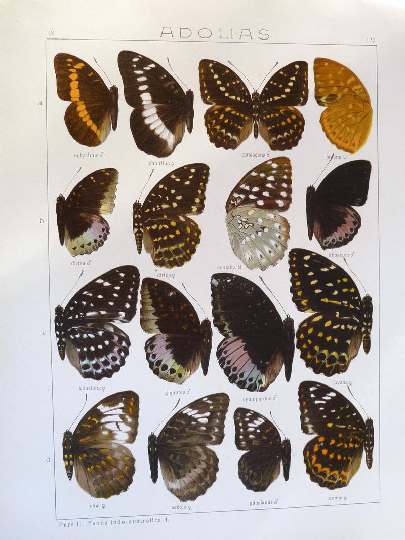 Seitz9FaunaIndoAustralicaPlate127