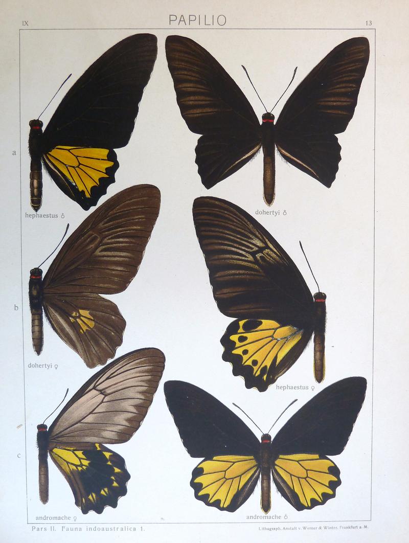 c1 Borneo Birdwing female upperwing c2 Borneo Birdwing male upperwing