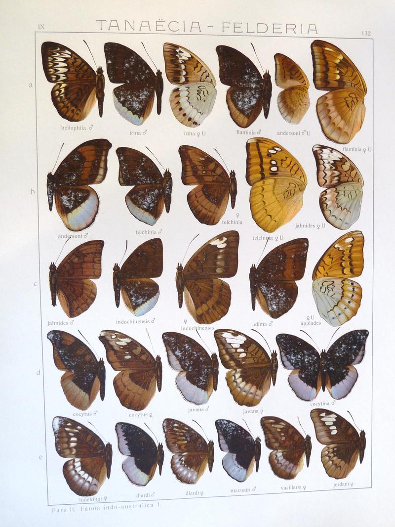 Seitz9FaunaIndoAustralicaPlate132