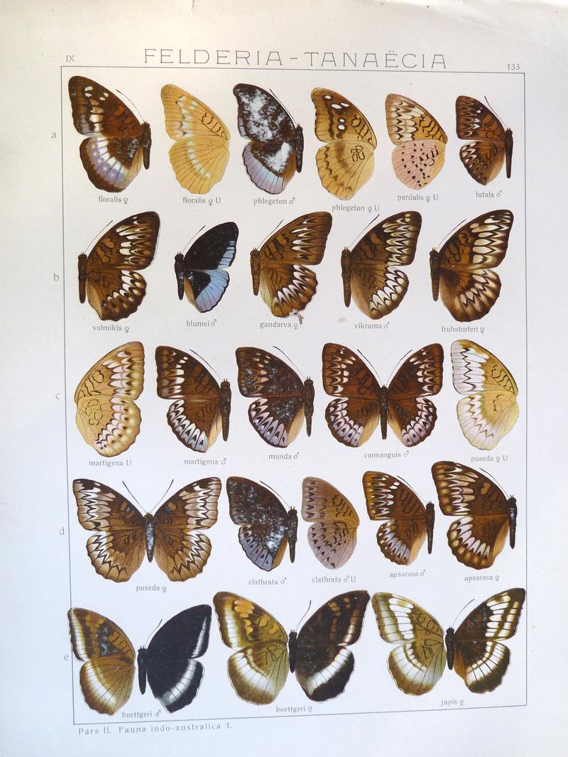 Seitz9FaunaIndoAustralicaPlate133