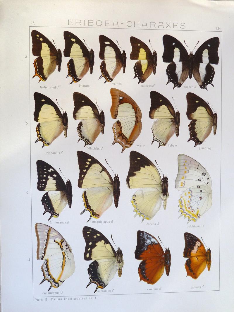Seitz9FaunaIndoAustralicaPlate134