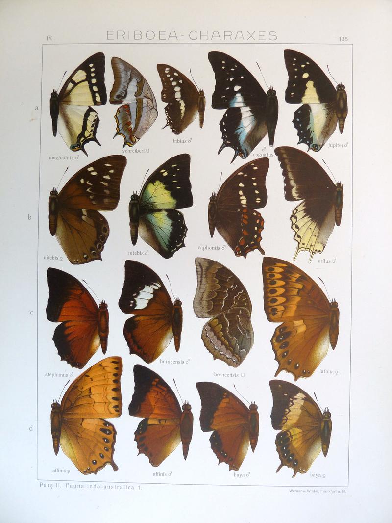 Seitz9FaunaIndoAustralicaPlate135