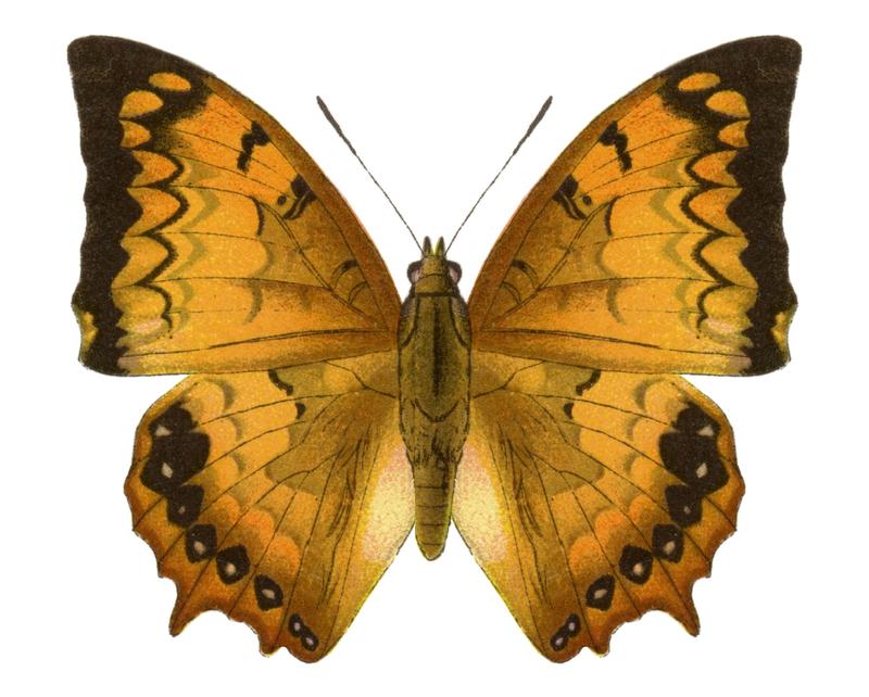 Seitz9FaunaIndoAustralicaPlate136, Charaxes kahruba, ♂