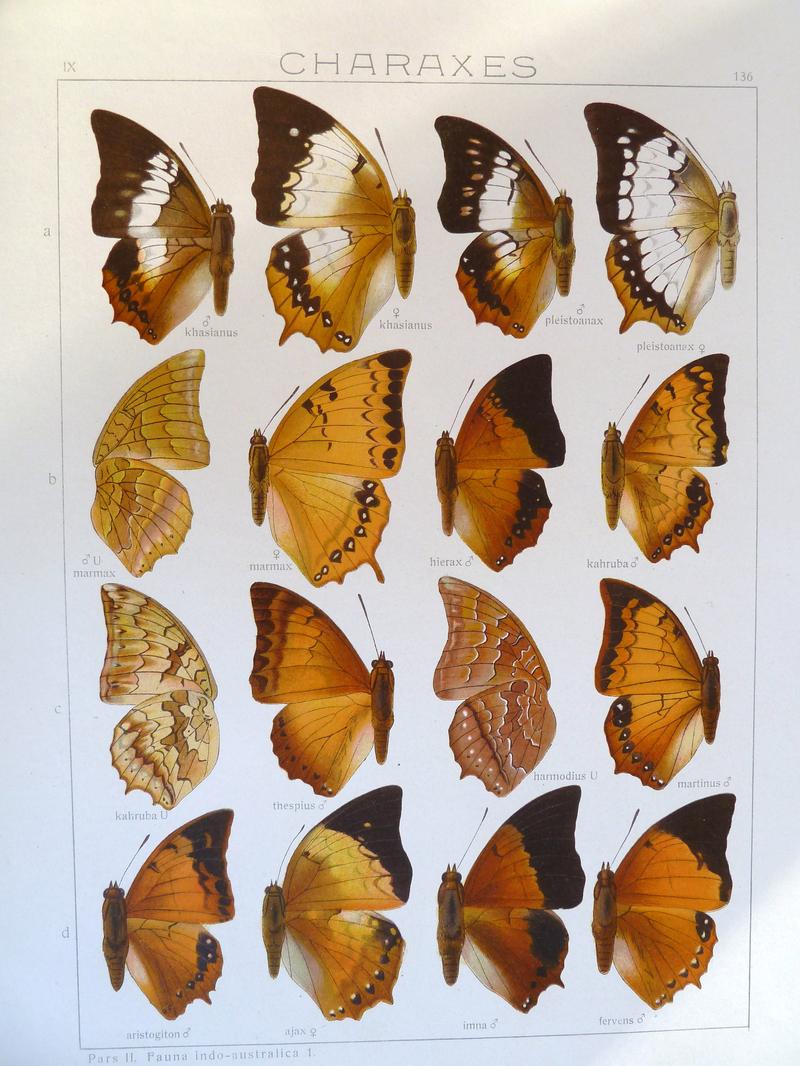 Seitz9FaunaIndoAustralicaPlate136