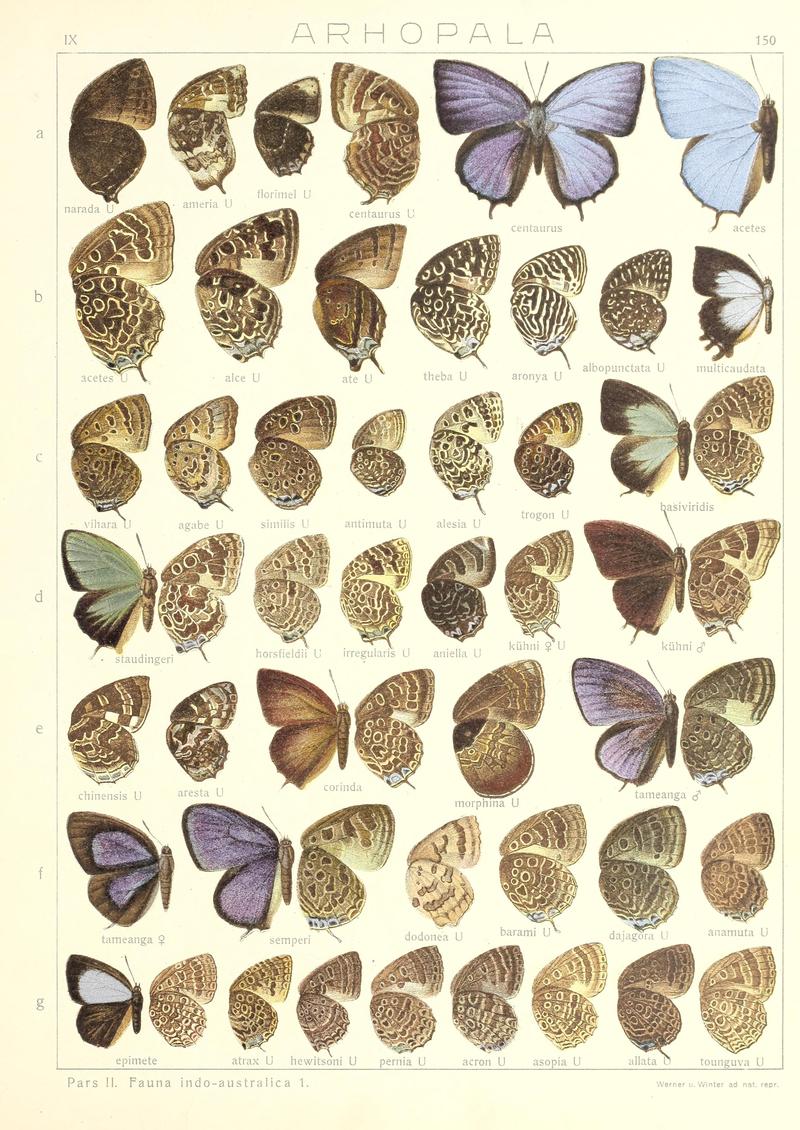 Seitz9FaunaIndoAustralicaPlate150