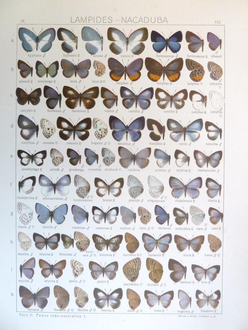 Seitz9FaunaIndoAustralicaPlate152
