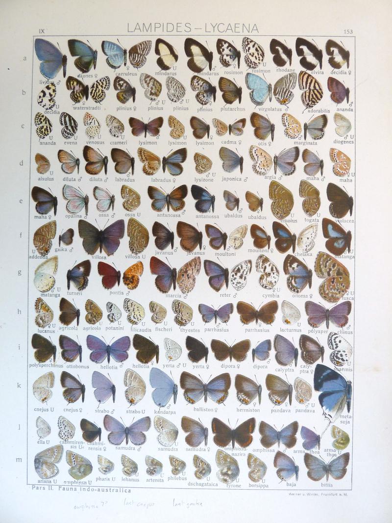 Seitz9FaunaIndoAustralicaPlate153