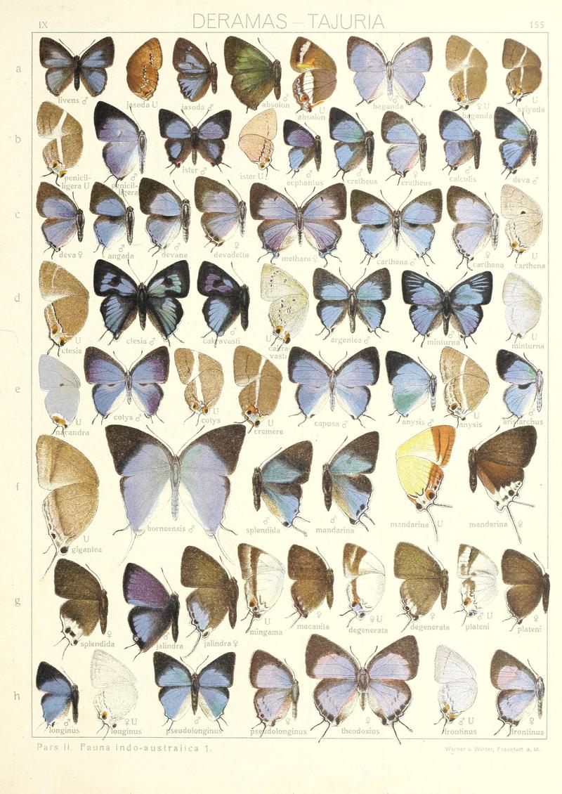 Seitz9FaunaIndoAustralicaPlate155
