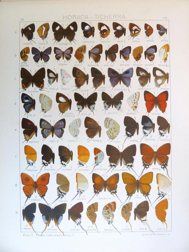 Seitz9FaunaIndoAustralicaPlate158