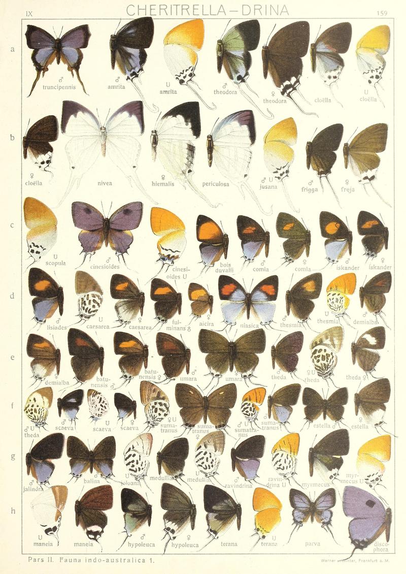 Seitz9FaunaIndoAustralicaPlate159