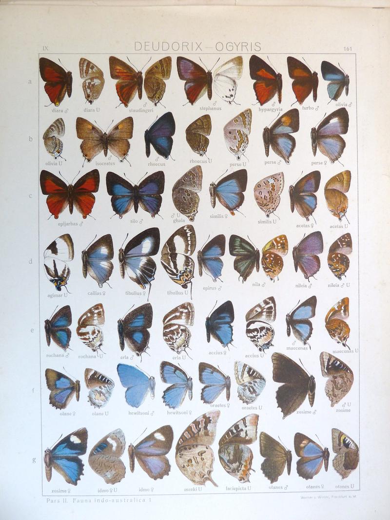 Seitz9FaunaIndoAustralicaPlate161