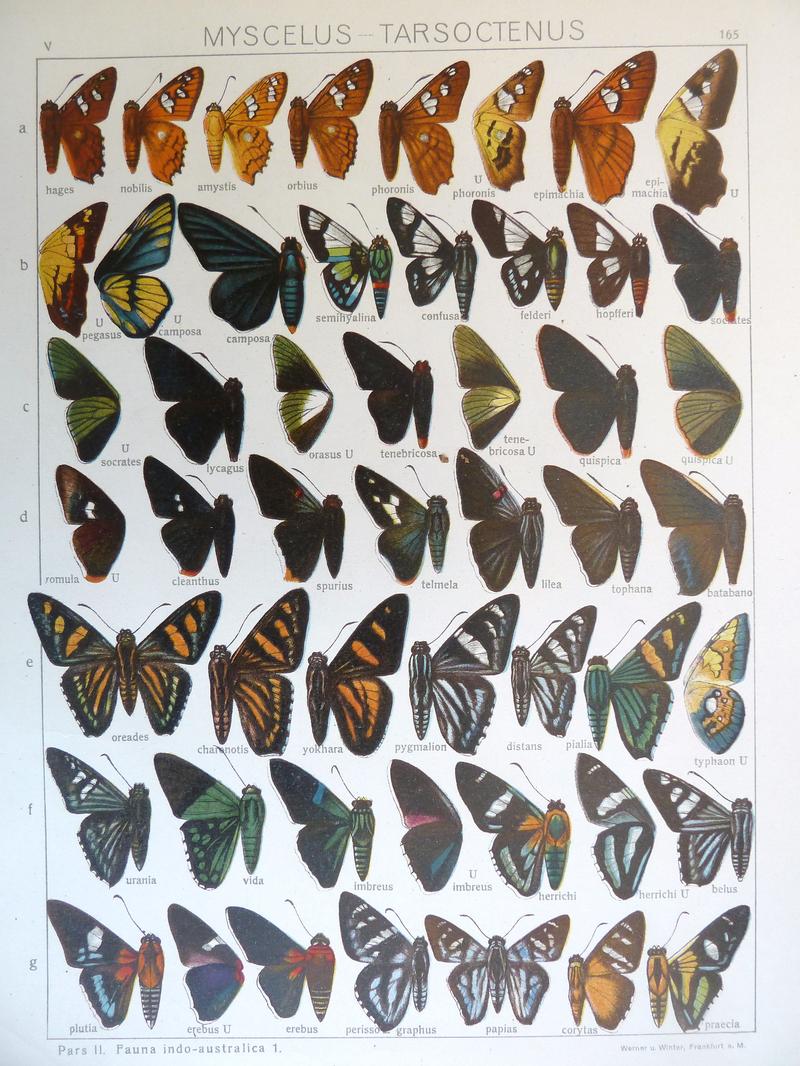 Seitz9FaunaIndoAustralicaPlate165a