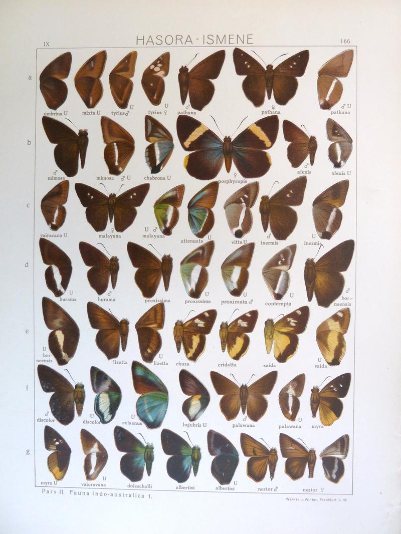 Seitz9FaunaIndoAustralicaPlate166