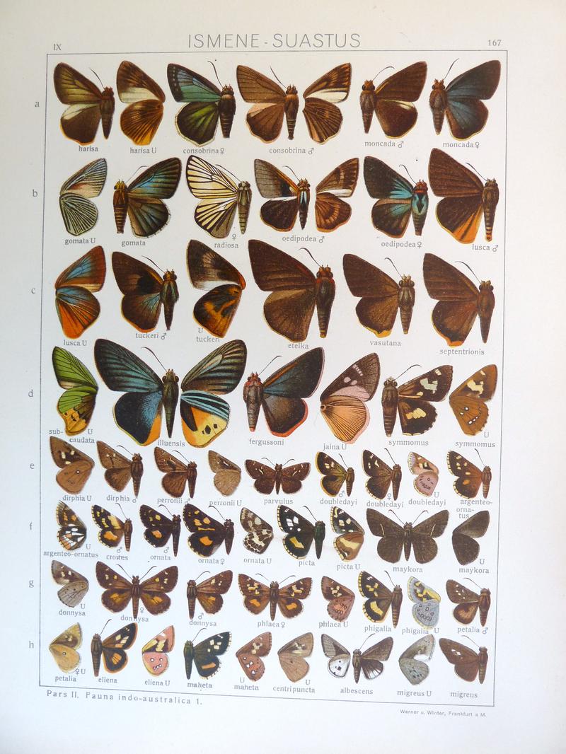 Seitz9FaunaIndoAustralicaPlate167