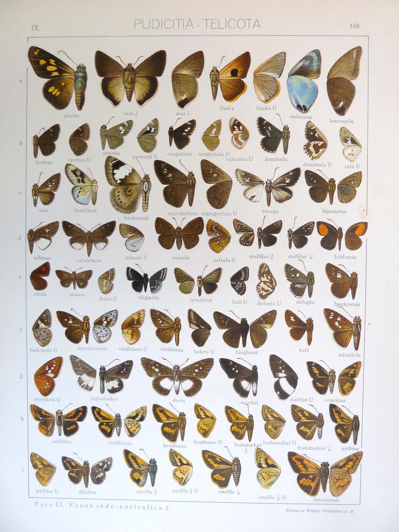 Seitz9FaunaIndoAustralicaPlate168