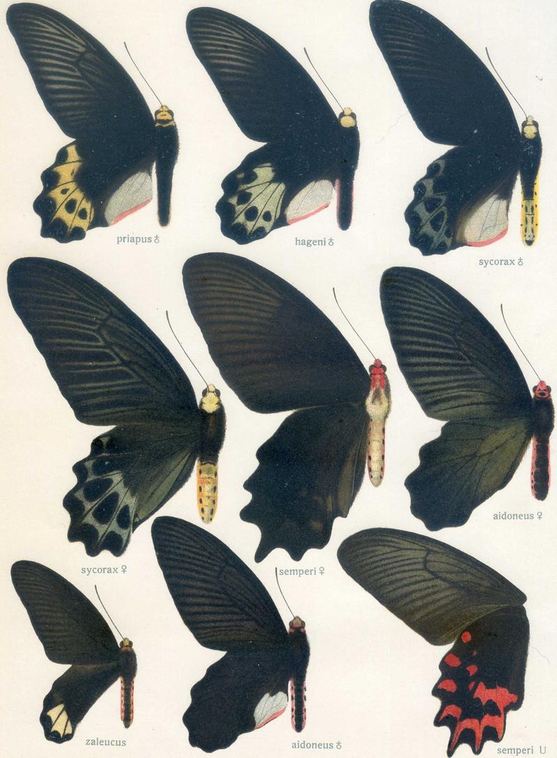 c2 Lesser Batwing male upperwing