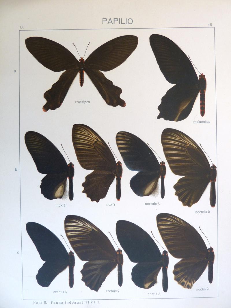 c1 c3 Malayan Batwings males upperwings c2 c4 Malayan Batwings females upperwings