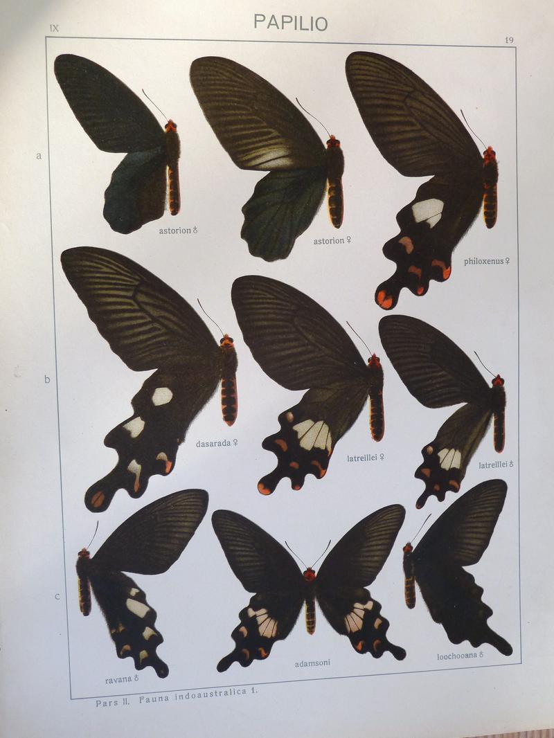 c1 Great Windmill male upperwing c2 Adamsons Windmill upperwing b3 Chinese Windmill male upperwing