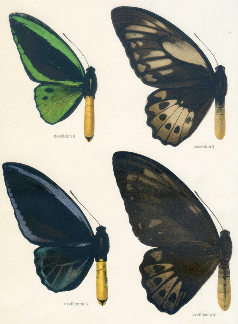 b1 DUrvilles Birdwing male upperwing b2 DUrvilles Birdwing female upperwing