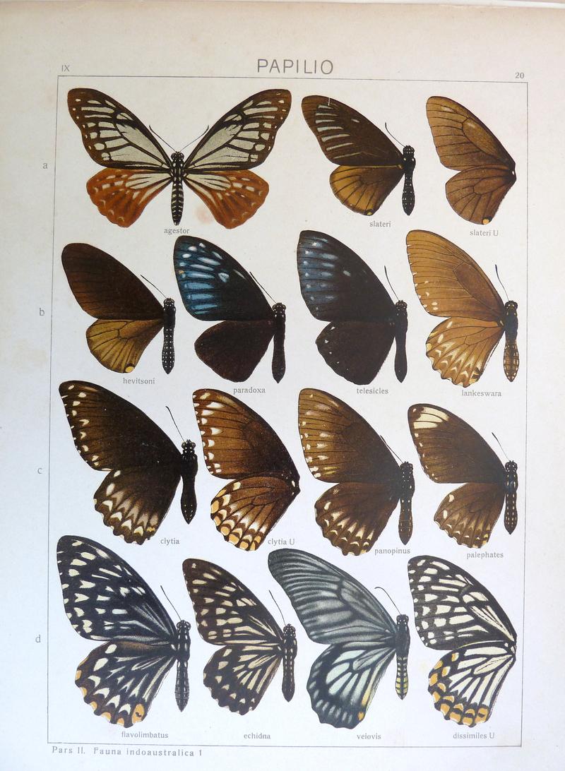 d1 d2 Common Mimes upperwings d4 Common Mime dissimilis form underwing