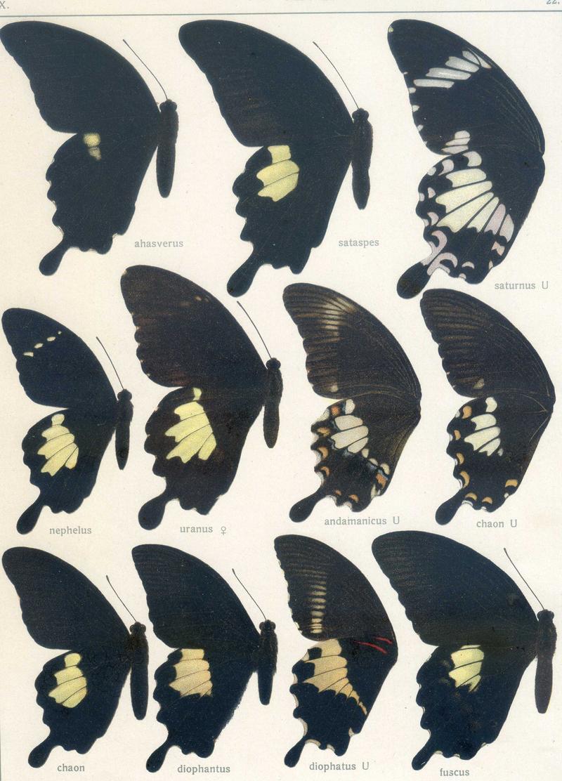 c1 Yellow Helen upperwing c4 Canopus Swallowtail upperwing