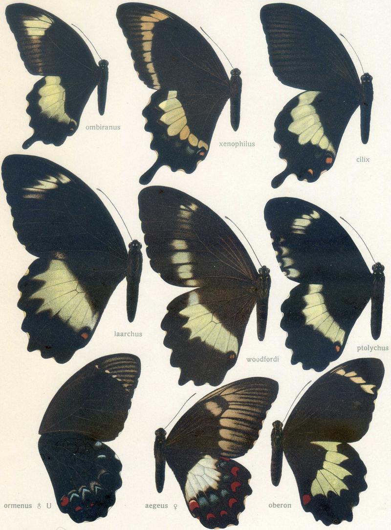 c1 Orchard Swallowtail male underwing c2 Orchard Swallowtail female upperwing c3 Orchard Swallowtail oberon form upperwing